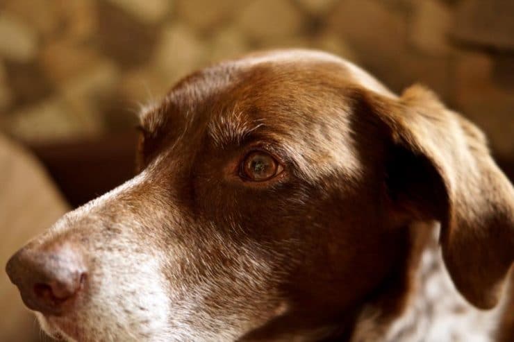 Wenn Graue Schnauzen in Not geraten - Wissen-Hund.de