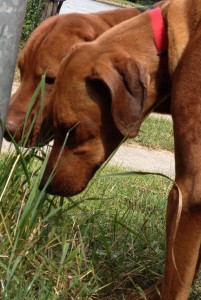 Mein Hund frisst Gras