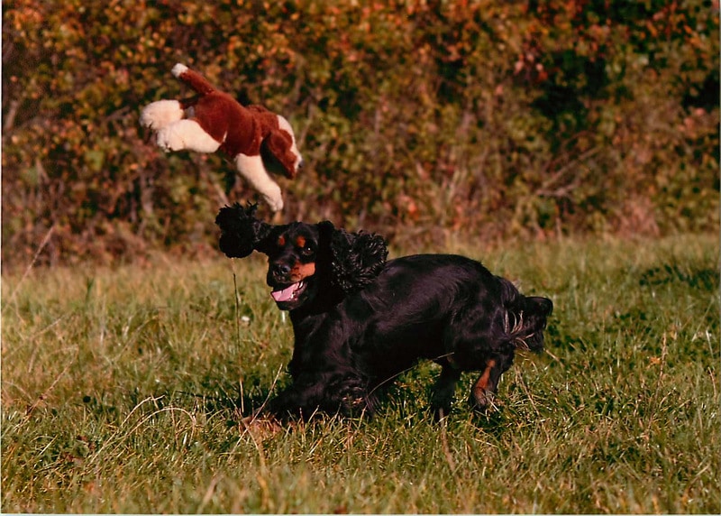 Fell des Hundes WissenHund.de