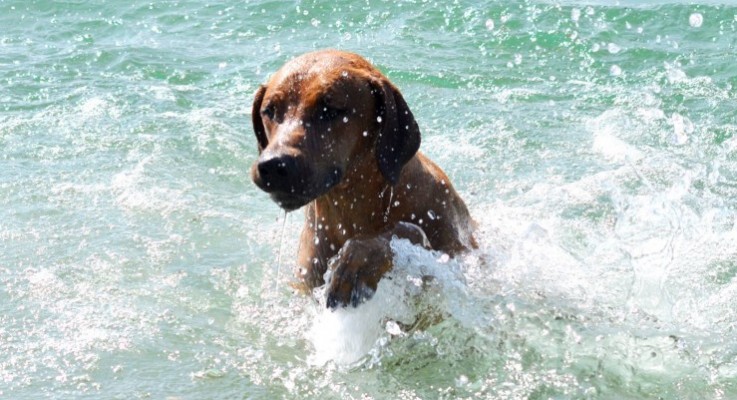 Die Wasserrute WissenHund.de