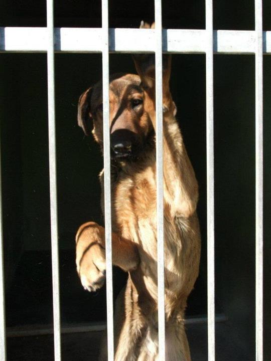 Stress WissenHund.de