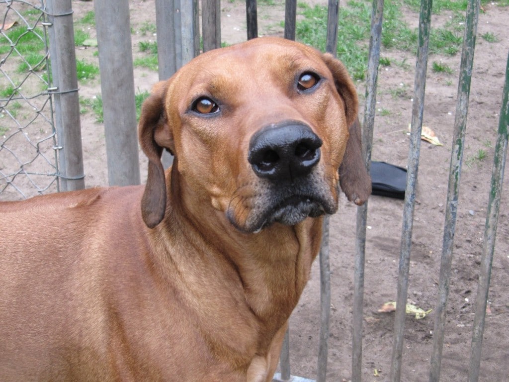 Stress WissenHund.de