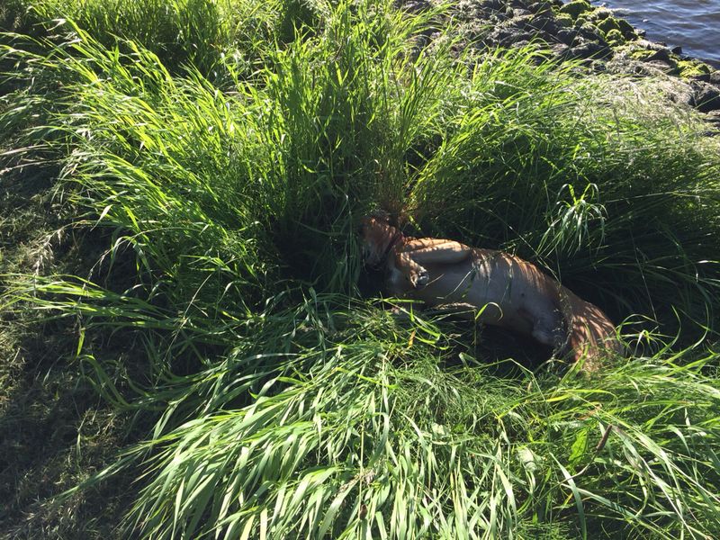 Hunde drehen sich vor dem Hinlegen. Was steckt dahinter?