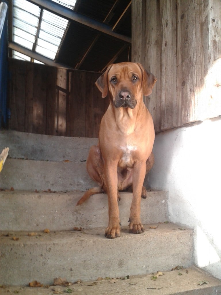 Joey