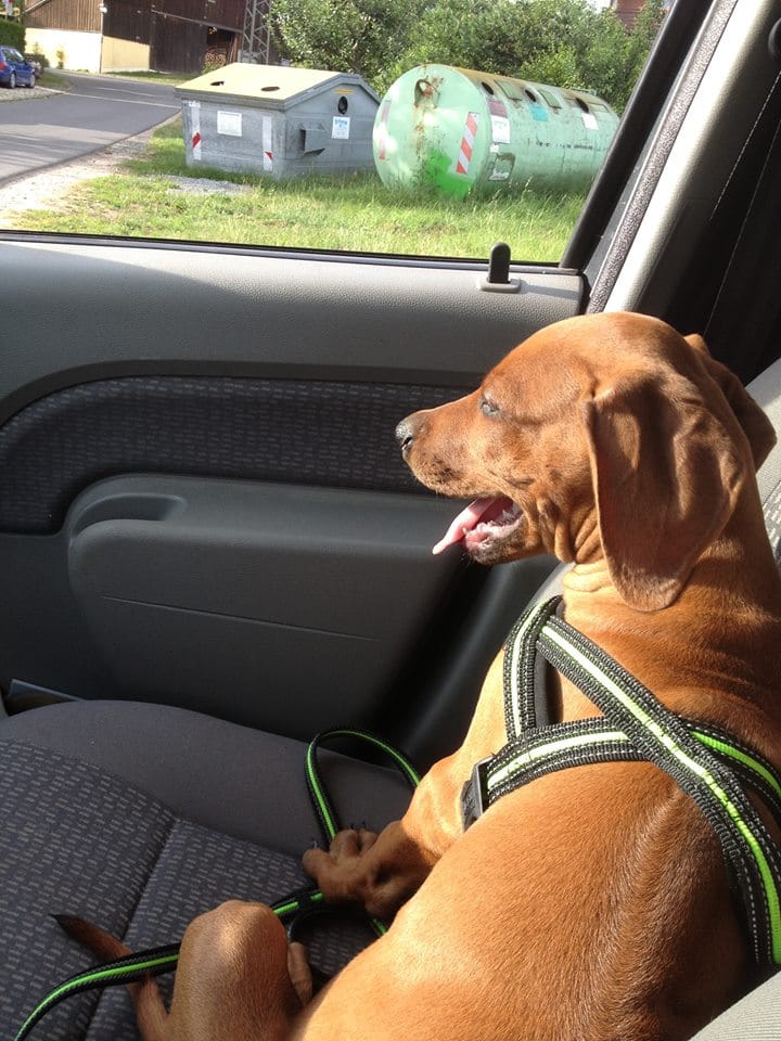 Anschnallpflicht! Transport von Hunden im Auto.