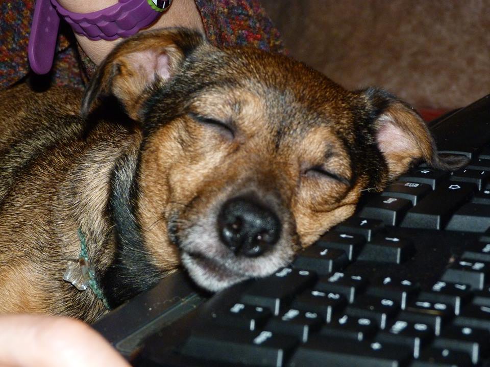 Hund schläft vor dem Rechner ein.