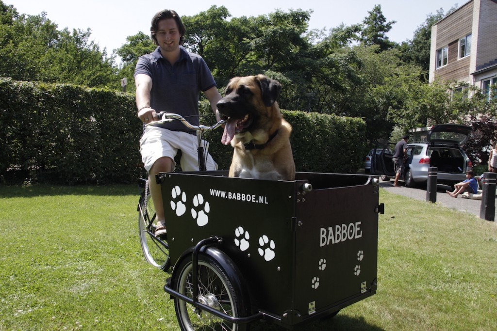 Hund und Fahrrad BabboeDog das andere Rad.