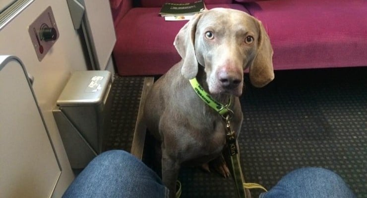 Hunde im Zug So reisen Sie entspannt WissenHund.de