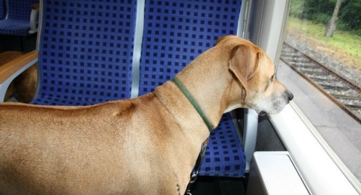 Hunde im Zug – So reisen Sie entspannt 