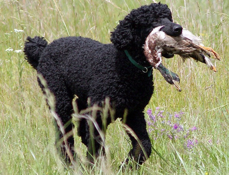 „Bo the poodle retrieving a duck“. Lizenziert unter Gemeinfrei über Wikimedia Commons 