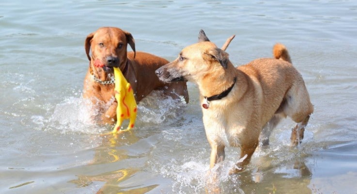 Dem Hund schwimmen beibringen was ist zu bedenken?