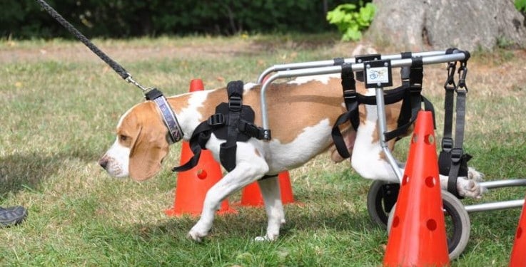 Das Blutohr oder Othämatom beim Hund - Wissen-Hund.de