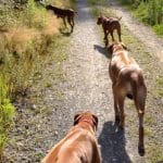 Der Jagdtrieb – Teil 5