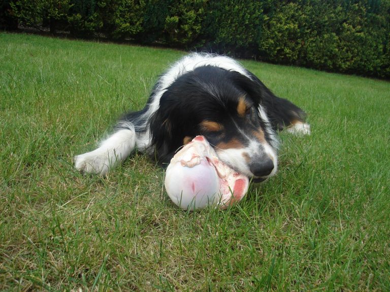 Rohe Knochen für Anfänger und Spezies WissenHund.de