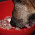 Monty frisst – gut und reichlich!