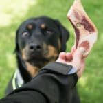 Spür-, Stöber- und Bringtrieb – Teil 6