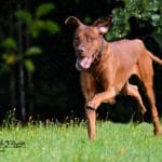 Joker – unser König Drosselbart
