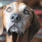 Monty nimmt leise Abschied …