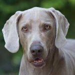 Vermittelt: Weimaraner-Rüde suchte dringend Zuhause
