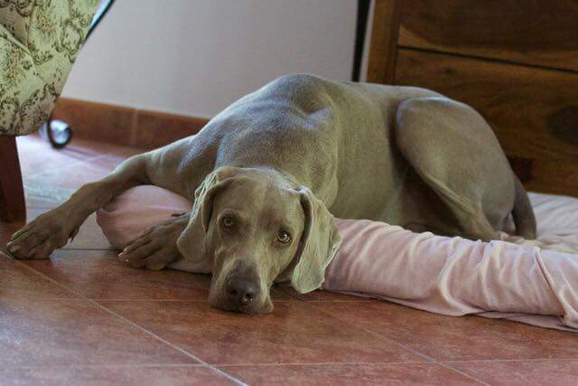 Weimaraner
