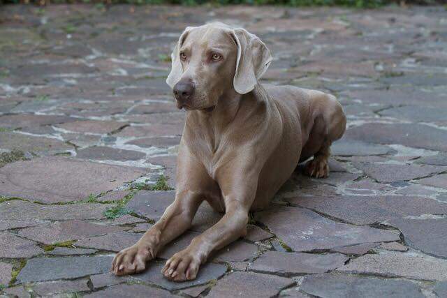 Weimaraner