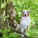 Relaxed Dog Kurs – Erfahrungsbericht