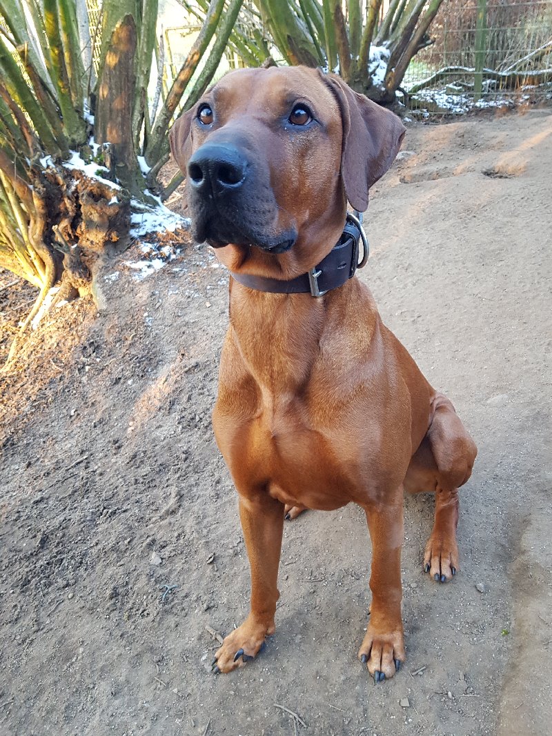 RR Rüde Monte wartet im Tierheim Schleswig WissenHund.de