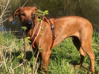 Die Uber Den Rucken Gebogene Rute Wissen Hund De