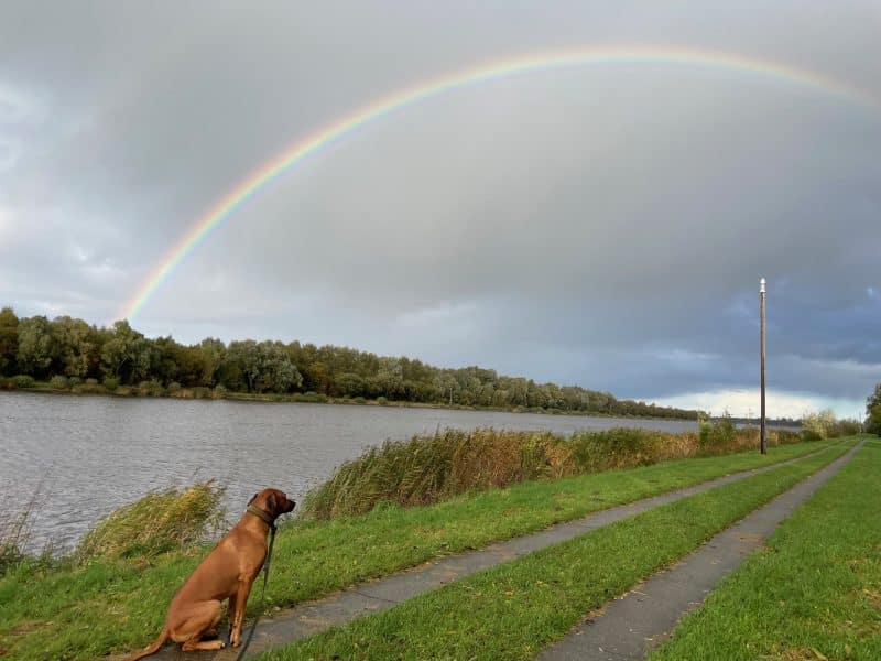 Regenbogen mit Hund