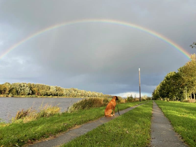 Hund unter einem Regenbogen
