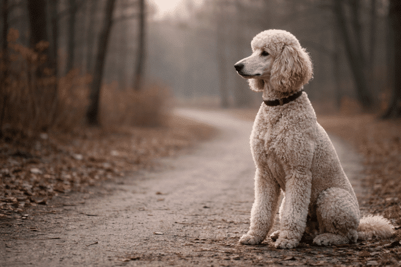 Koenigspudel am Wegrand.