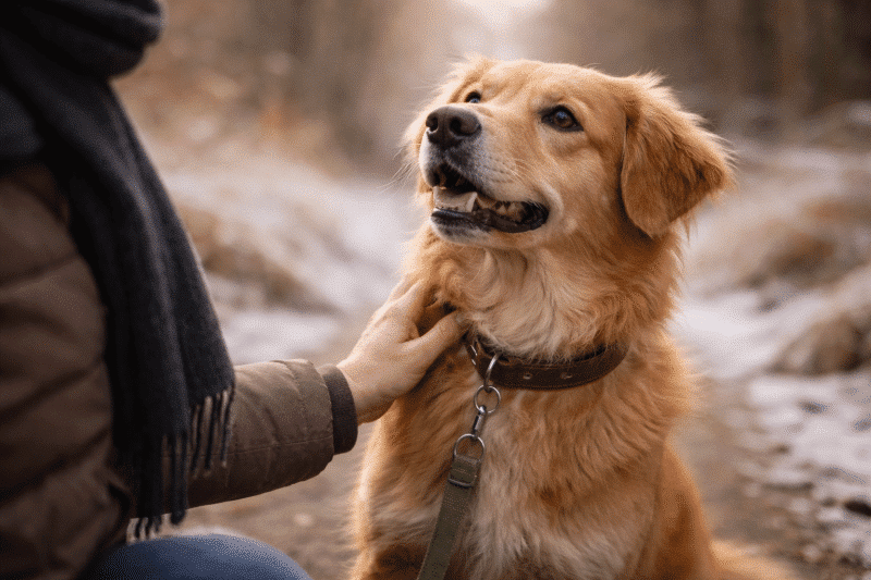 Hund und Halterin in vertrauensvoller Kommunikation.