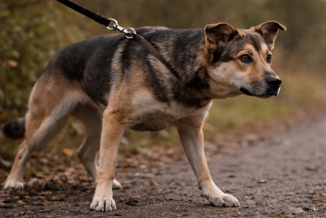 Hund zeigt frühe Stressanzeichen, angespannte Körperhaltung und fokussierten Blick während einer Begegnung an der Leine