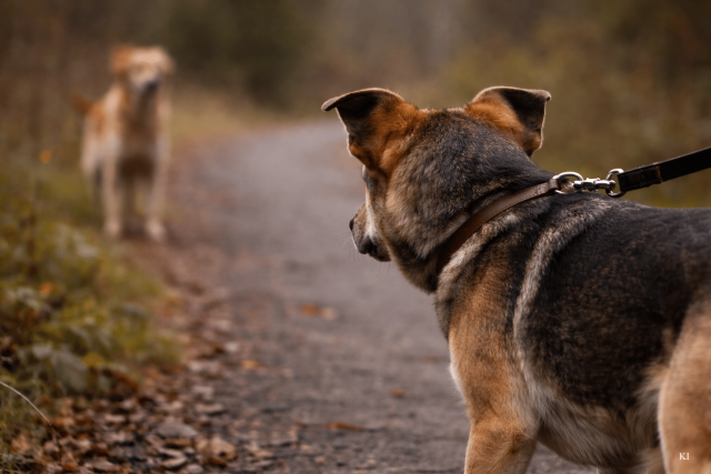Hund fixiert einen anderen Hund aus der Distanz, frühes Stressanzeichen vor einer Eskalation