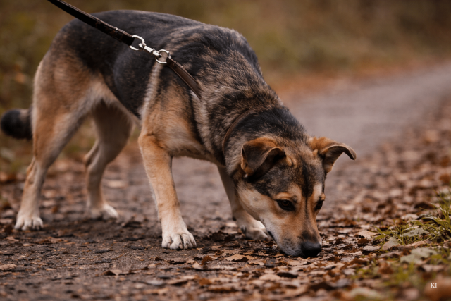 Hund schnüffelt am Boden zur Selbstregulation, frühes Stressanzeichen in Begegnungssituationen