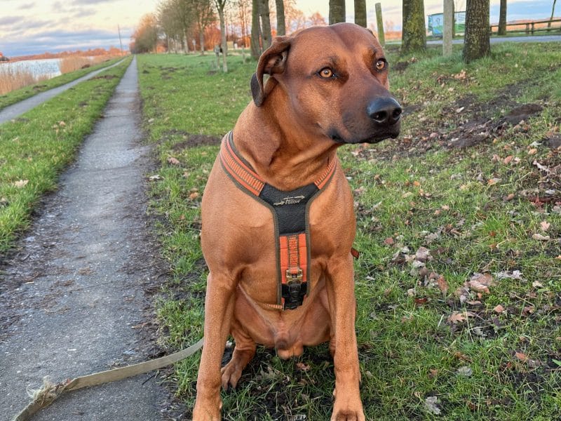 Dante, Rhodesian Ridgeback Rüde