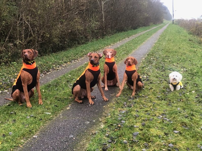 Hunderunde mit befreundeten Hunden