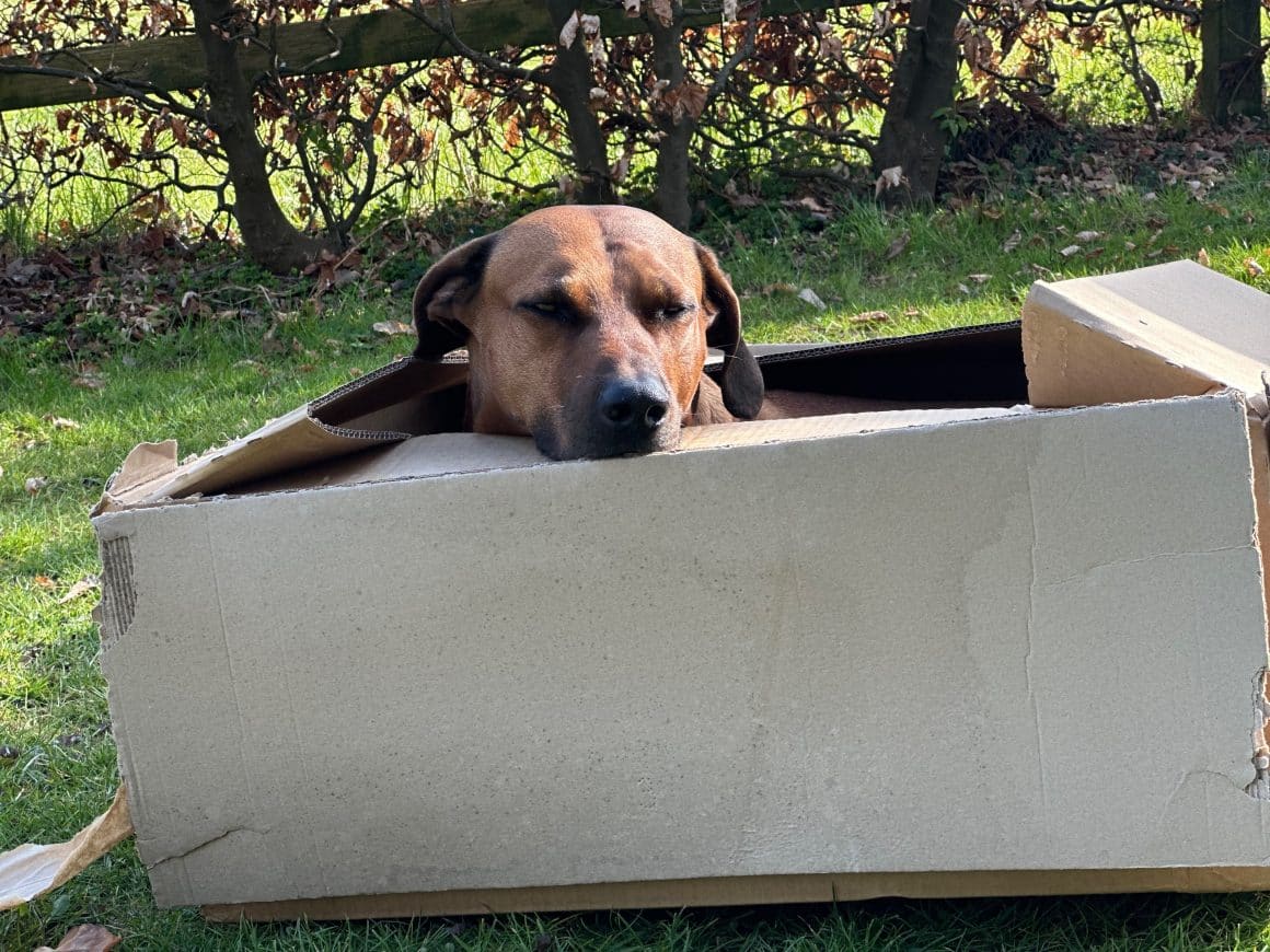 Hund ruht entspannt in einem Karton als selbstgewähltem Rückzugsort nach Stress