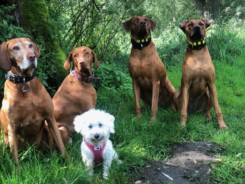 Hunderunde mit Freunden
