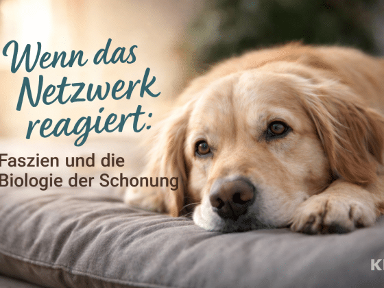 Ruhiger Moment eines Retrievers auf seinem Kissen.