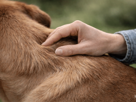 Fellmineralanalyse beim Hund